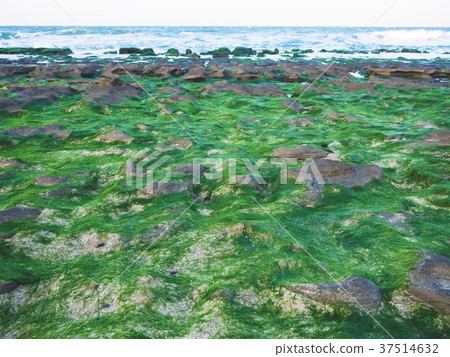 老梅綠石槽 老梅綠石槽 37514632