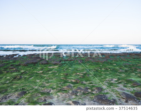 Old plum green stone trough 37514635