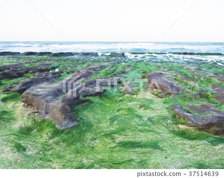 Old plum green stone trough Old plum green stone trough 37514639