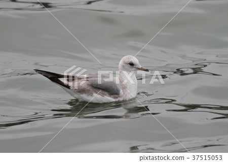 海鷗的幼鳥 海鷗的幼鳥 37515053