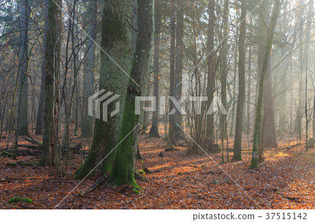 Autumnal misty morning in the forest 37515142