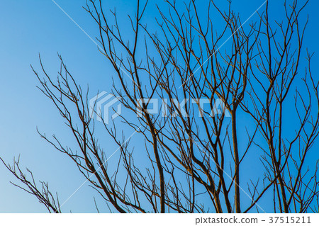 Tree branches without leaves against the blue sky. 37515211