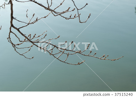 櫻花_芽_冬_河 37515240