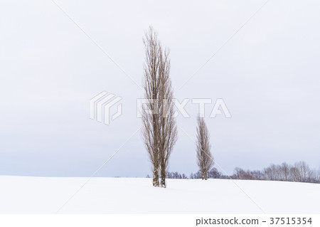 "Hokkaido" Winter Biei, Akabane Hill "Hokkaido" Winter Biei, Akabane Hill 37515354