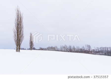 "Hokkaido" Winter Biei, Akabane Hill "Hokkaido" Winter Biei, Akabane Hill 37515357