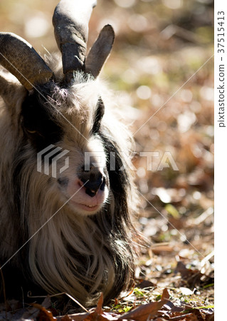 Tokara goat Tama animal park soybean 37515413