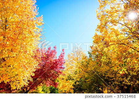 Beautiful peaceful autumn scene 37515468