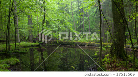 Moss wraped oak trees lying in water 37515509