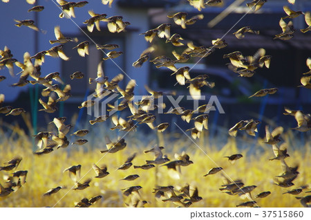 Flock of sparrows to fly 37515860