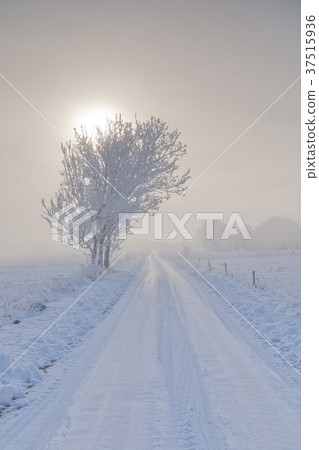 Winter landscape with trees snow wrapped and road Winter landscape with trees snow wrapped and road 37515936