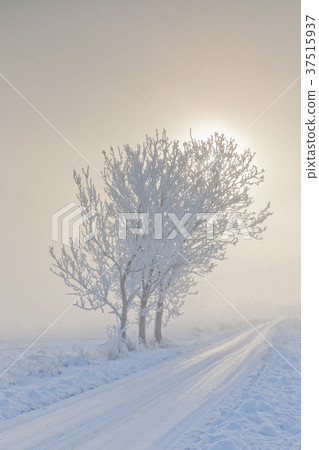 Winter landscape with trees snow wrapped and road Winter landscape with trees snow wrapped and road 37515937