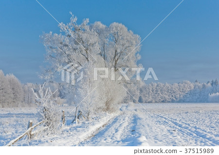 Winter landscape with trees snow wrapped and road 37515989