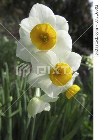 水仙 37516002