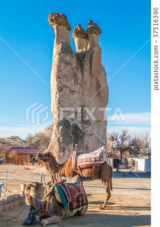 Camels in Cappadocia 37516390