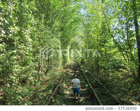 孩子的背影,夢幻般的綠色愛情隧道 孩子的背影,夢幻般的綠色愛情隧道 37516450