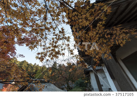 Saori寺廟秋葉 37517105