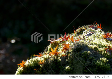 Saori寺廟秋葉 37517106