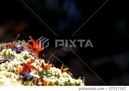 Saori寺廟秋葉 37517107