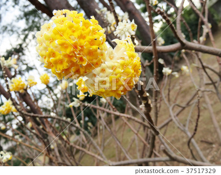 Mitumata花 Mitumata花 37517329