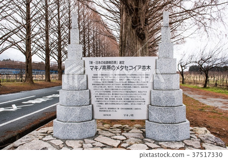 高島市水杉大道 37517330