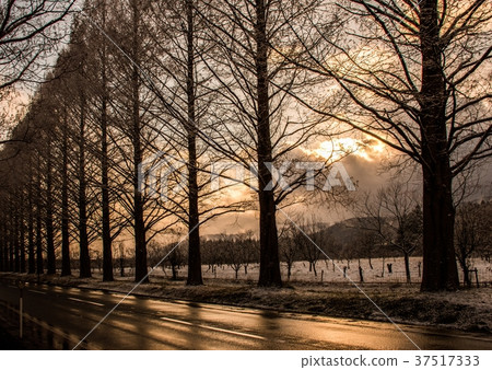 高島市水杉大道 高島市水杉大道 37517333