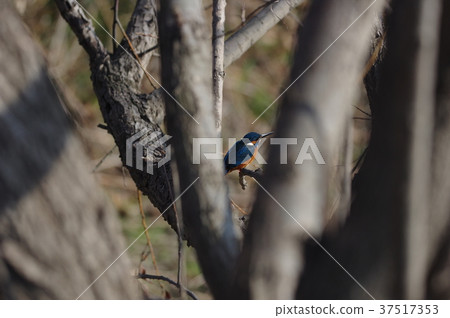 Kingfisher and hide-and-seek 37517353
