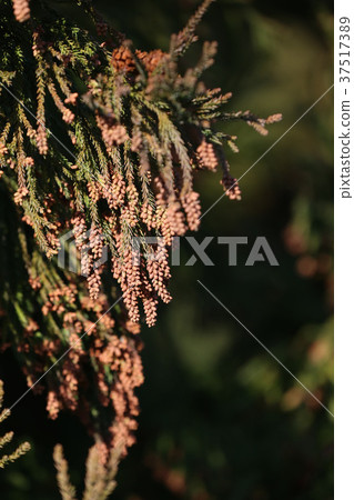 日本柳杉花粉花粉症 照片素材 圖片 圖庫