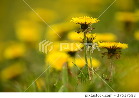  Dandelion 37517588