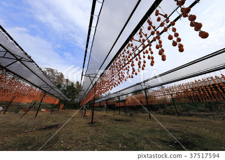 尾道市麻 - 町幹柿子植物 尾道市麻 - 町幹柿子植物 37517594