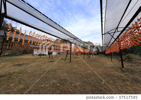 尾道市麻 - 町幹柿子植物 37517595