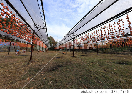 尾道市麻 - 町幹柿子植物 37517596