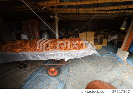 尾道市麻 - 町幹柿子植物 尾道市麻 - 町幹柿子植物 37517597