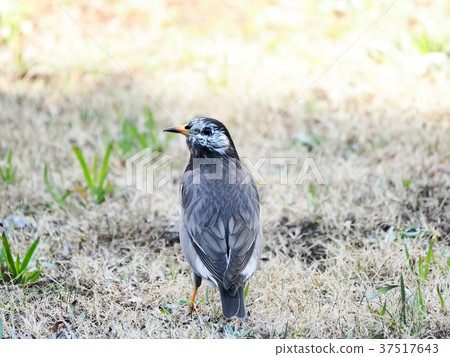 後視圖的椋鳥 37517643