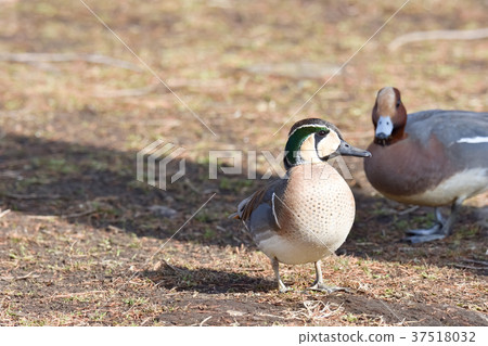 花臉鴨 37518032