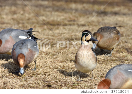 花臉鴨 37518034