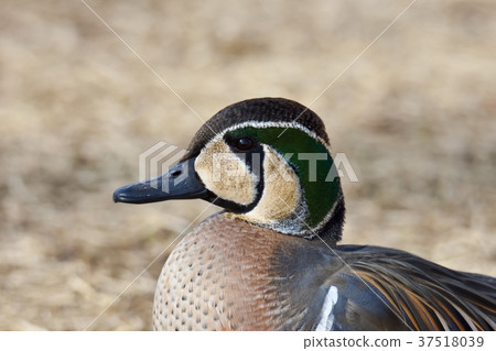 Tomoegamo up 37518039