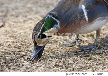 Tomoegamo Tomoegamo 37518040