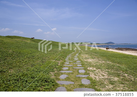 馬，Seongsan-eup，西歸浦市，濟州島 37518855