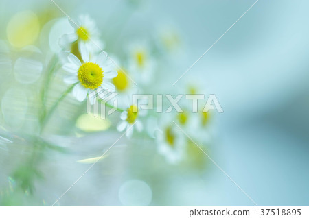 黃菊 37518895
