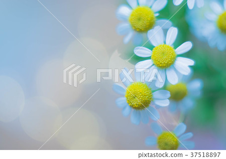 黃菊 黃菊 37518897