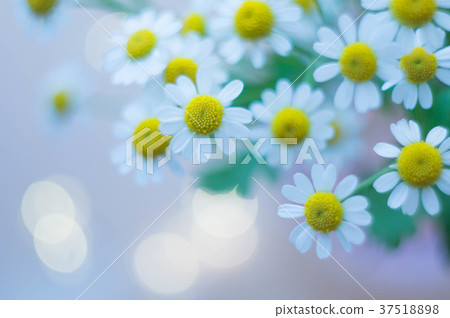黃菊 黃菊 37518898