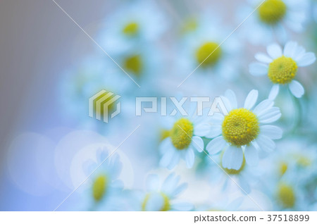 黃菊 37518899