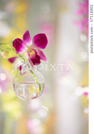 Phalaenopsis orchid  37518902