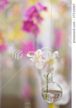 蝴蝶蘭 蝴蝶蘭 37518987