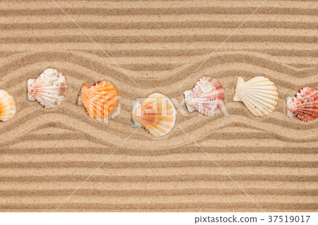 Frame made of seashell lying zigzag, on wavy sand. 37519017