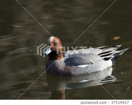 A bird bird came to Japan in winter 37519427