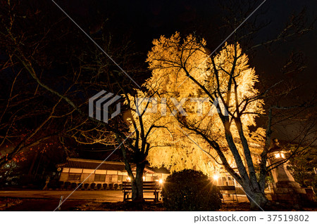 點燃Niyu Shuden Shrine Shinkan 點燃Niyu Shuden Shrine Shinkan 37519802