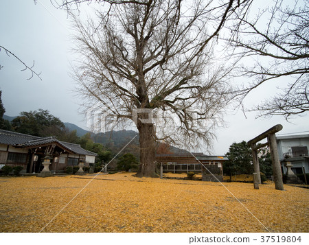 點燃Niyu Shuden Shrine Shinkan 點燃Niyu Shuden Shrine Shinkan 37519804