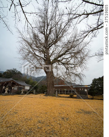 點燃Niyu Shuden Shrine Shinkan 點燃Niyu Shuden Shrine Shinkan 37519805