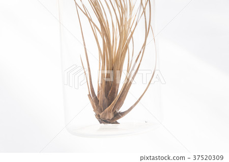 Air pineapple 37520309